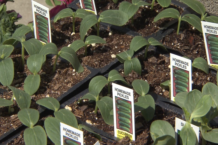 Selecting vegetables from the cucumber family